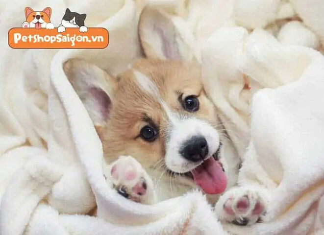 Chó con ăn thức ăn mềm - Quá trình cai sữa khi chó con bao nhiêu ngày thì tách mẹ
