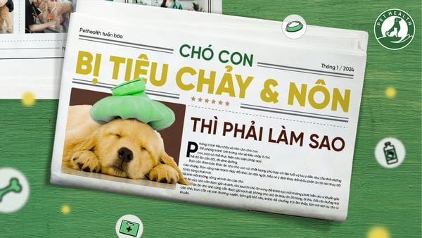 Chó con bị nôn và tiêu chảy cần được chăm sóc đặc biệt và chế độ ăn nhẹ