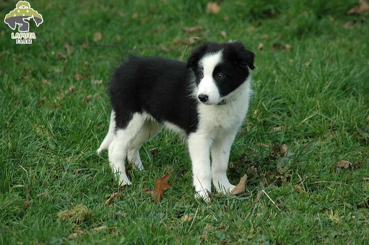 Chó con Border Collie đang được xã hội hóa và huấn luyện chó chăn cừu từ sớm để phát triển toàn diện