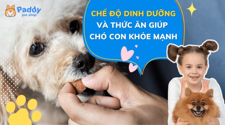 Chó con đang ăn ngon miệng với thức ăn dinh dưỡng, biểu tượng của sự phát triển khỏe mạnh
