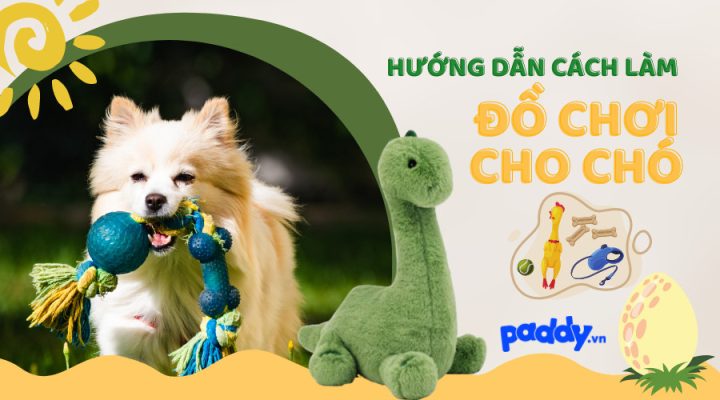 Chó con đang chơi với đồ chơi tự làm từ vật liệu tái chế, giúp chủ nhân làm đồ chơi cho chó dễ dàng hơn