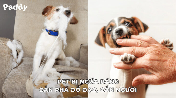 Chó con đang gặm đồ chơi xương cao su màu xanh giúp giảm ngứa răng Chó con đang gặm đồ chơi xương cao su màu xanh giúp giảm ngứa răng