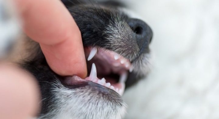 Chó con đang thay răng sữa để mọc răng vĩnh cửu khỏe mạnh.