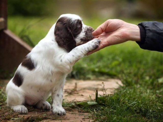 Chó con đang thực hành bài huấn luyện bắt tay với chủ nhân