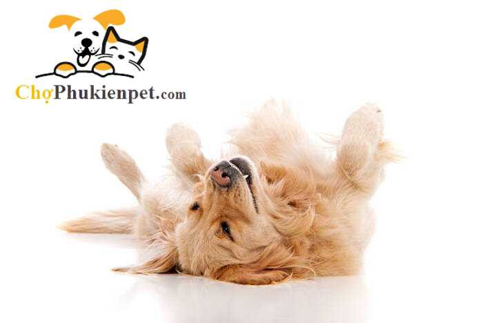 Chó con nằm ngửa bụng thư giãn trên sàn nhà