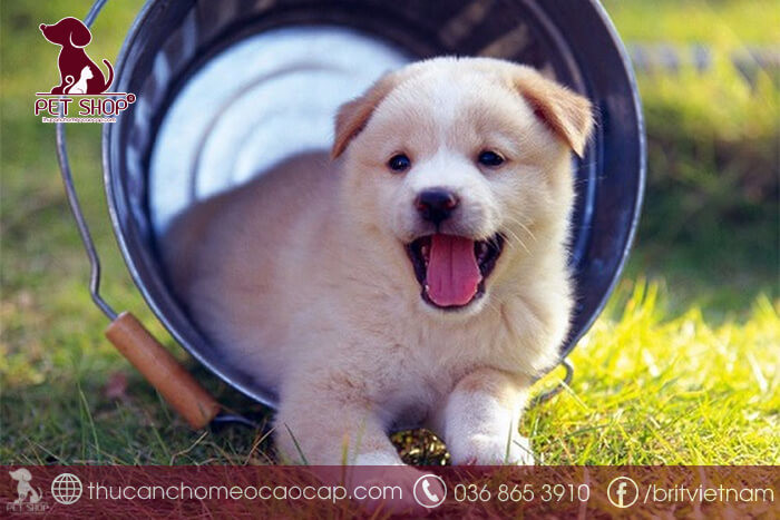 Chó con với biểu cảm thông minh, lanh lợi