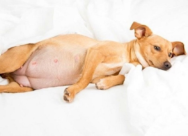 Chó con với dị tật bẩm sinh, nguyên nhân thai chết lưu ở chó