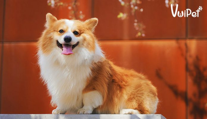 Giống chó Nhật chân ngắn: Đặc điểm, cách nuôi và giá chi tiết