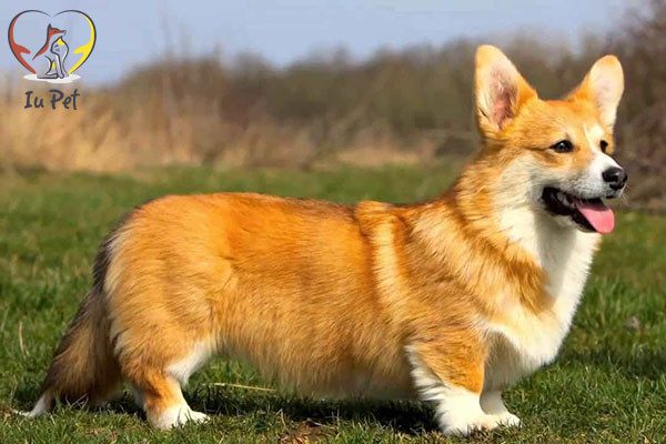Chó Corgi chân ngắn, thân dài với đôi tai vểnh, một trong những giống chó phổ biến ở Việt Nam