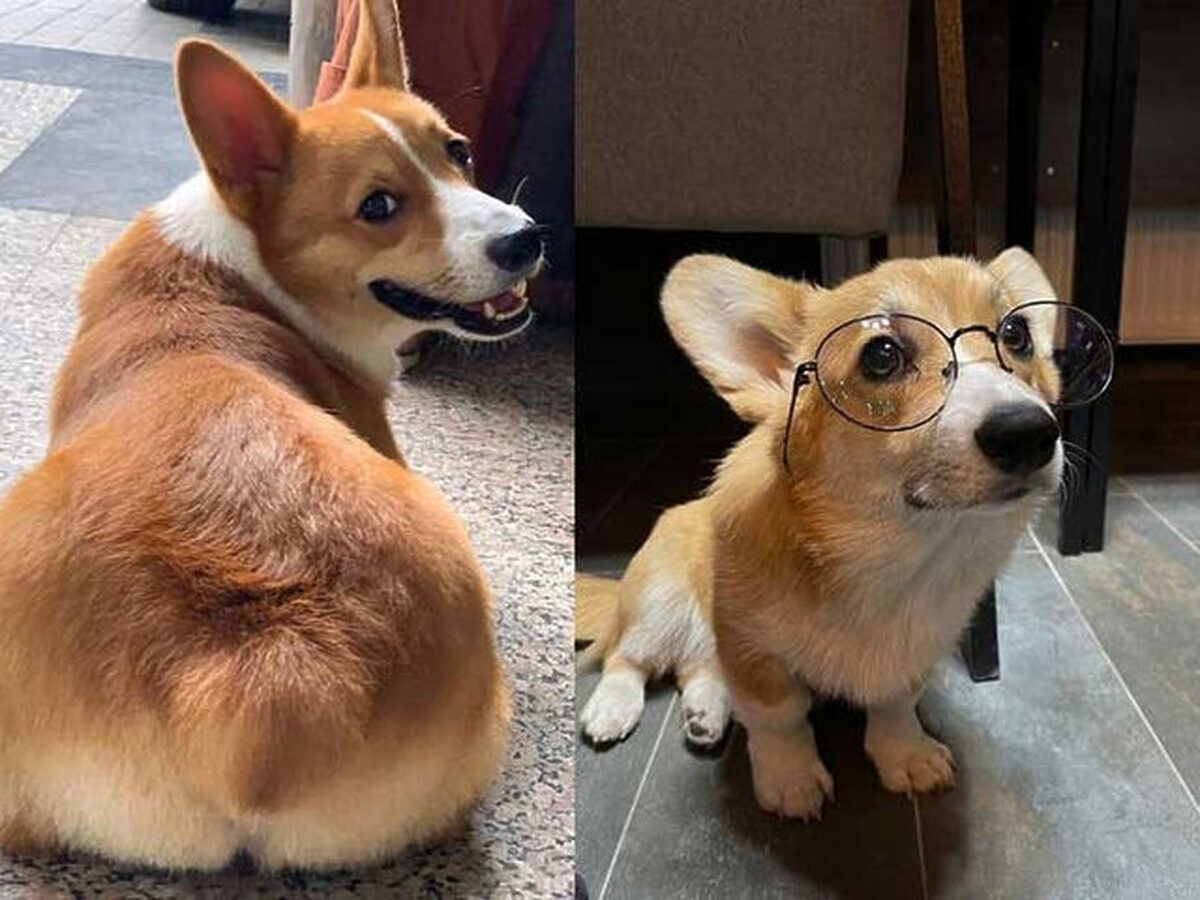 Cách chăm sóc và nuôi dưỡng chó Corgi có đuôi