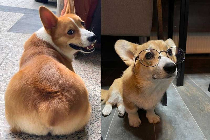 Chó Corgi Có Dễ Nuôi Không: Hướng Dẫn Chăm Sóc Toàn Diện