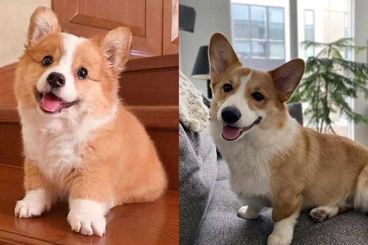Chó Corgi Có Dễ Nuôi Không: Hướng Dẫn Chăm Sóc Toàn Diện