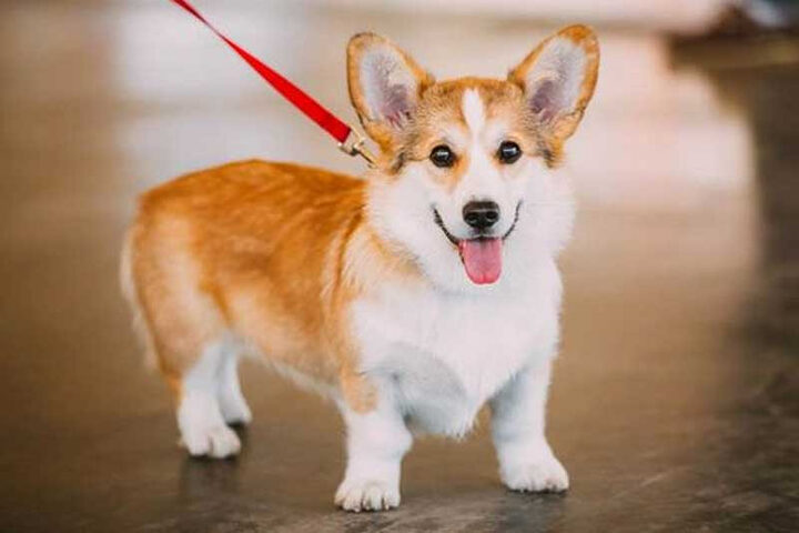 Chó Corgi Có Dễ Nuôi Không: Hướng Dẫn Chăm Sóc Toàn Diện