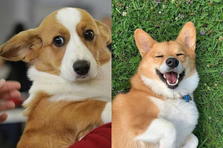 Chó Corgi Có Dễ Nuôi Không: Hướng Dẫn Chăm Sóc Toàn Diện