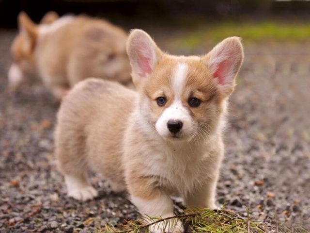 Chó Corgi dễ thương đang huấn luyện