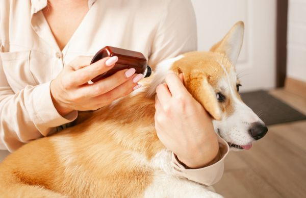 Chó Corgi được kiểm tra sức khỏe định kỳ và tiêm phòng, đảm bảo sức khỏe tổng thể trong quá trình nuôi chó Corgi sinh sản.