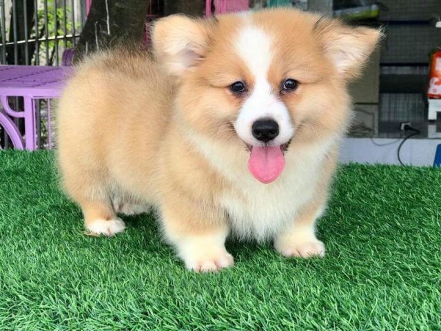 Giá Chó Pembroke Welsh Corgi: Hướng Dẫn Mua Bán Chi Tiết