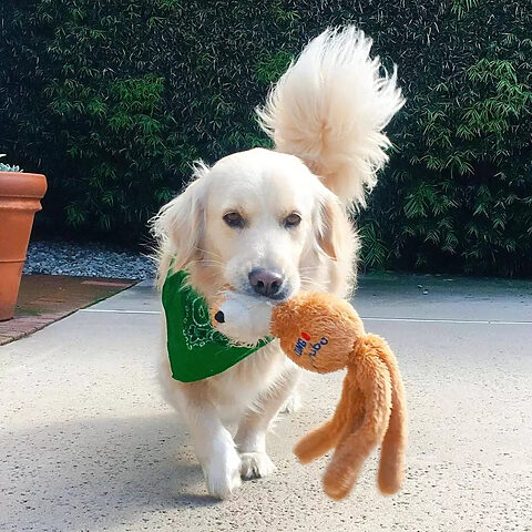Chó Corgi lai Golden Retriever dễ thương với bộ lông vàng