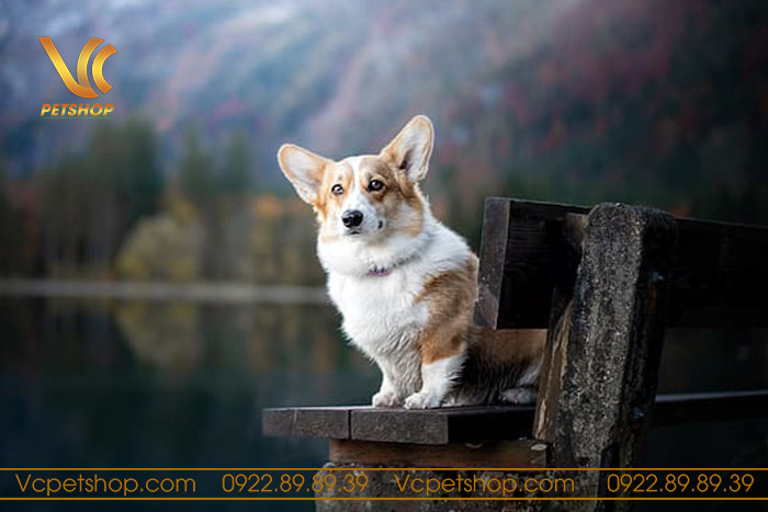 chó Corgi mặc áo ấm bảo vệ khỏi cái lạnh