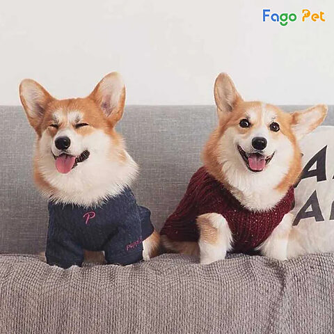 Chó Corgi mặc áo len sọc, tượng trưng cho đa dạng quần áo cho chó Corgi tại các cửa hàng uy tín