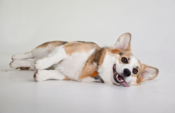 Chó Corgi mẹ đang chuẩn bị sinh, biểu hiện các dấu hiệu sắp đẻ cần theo dõi.