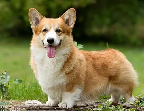 Chó Corgi Mông Trái Tim: Đặc Điểm, Chăm Sóc & Giá Cập Nhật
