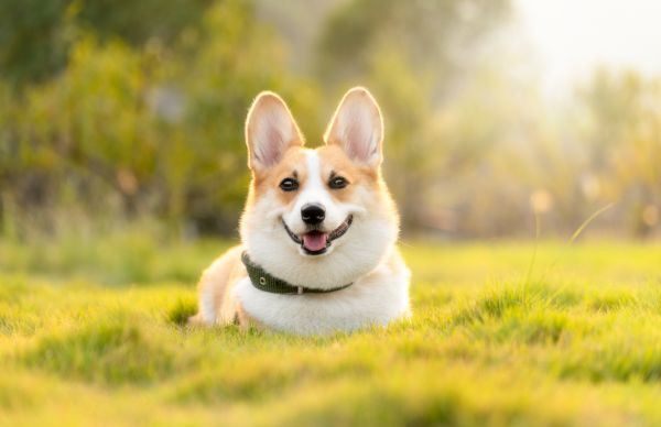 Chó Corgi Pembroke với vẻ ngoài đáng yêu và thân thiện, là một phần của quá trình nuôi chó Corgi sinh sản.