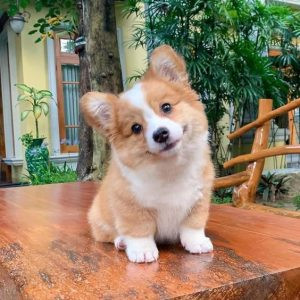 Chó Corgi thuần chủng với đôi chân ngắn đặc trưng