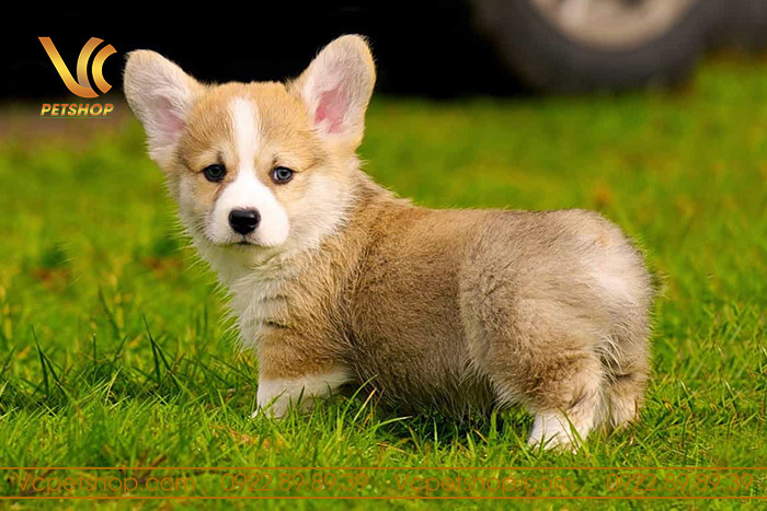 chó Corgi với lớp lông dày ấm áp giữa thời tiết lạnh