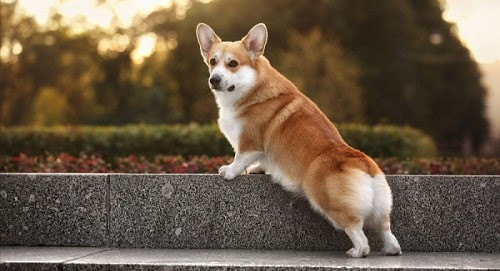 Chó Corgi với thân hình lùn, chân ngắn và mông hình trái tim