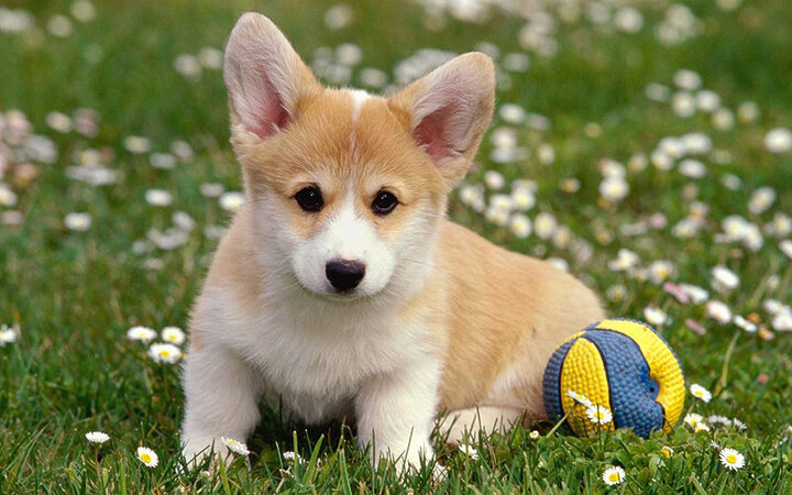 Chó Corgi với thân hình &quot;mông to, chân ngắn&quot;, tai dựng, là giống chó đẹp dễ nuôi hiền lành