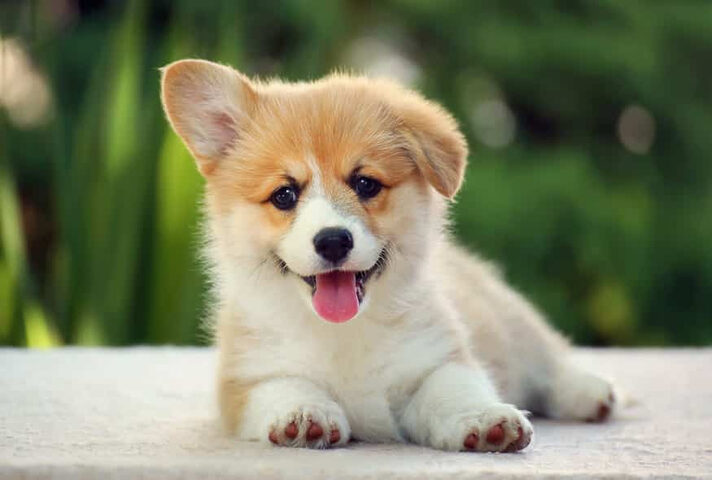 Chó Corgi