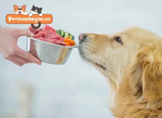 Chó cưng ăn thức ăn từ bát