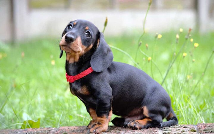 Chó Dachshund (Lạp Xưởng) có thân hình độc đáo, là giống chó cảnh dễ nuôi
