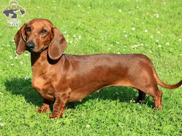 Chó Dachshund lùn