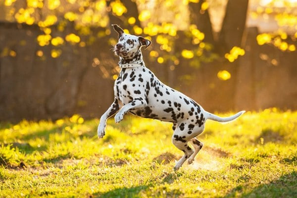 Chó Dalmatian với bộ lông đốm đen trắng đặc trưng, một trong những giống chó có sức bền tốt