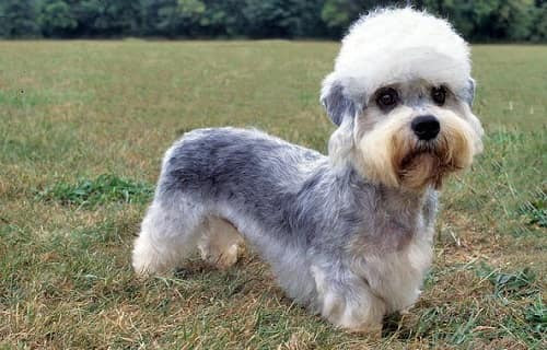 Chó Dandie Dinmont Terrier với bộ lông xù, ria mép đặc trưng và thân hình mập mạp