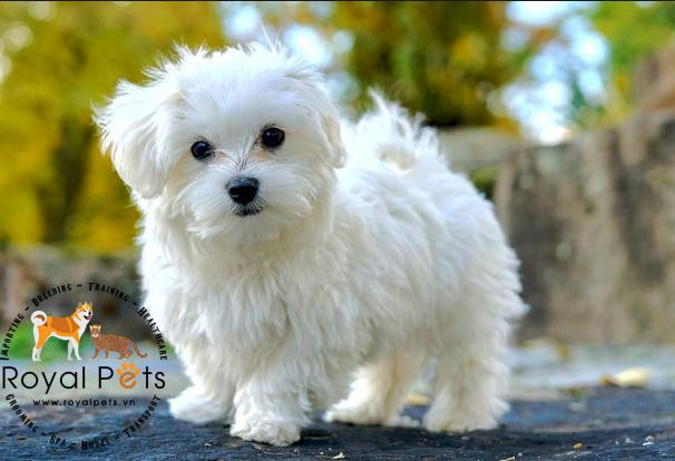 Chó đáng yêu nhất hành tinh Goma