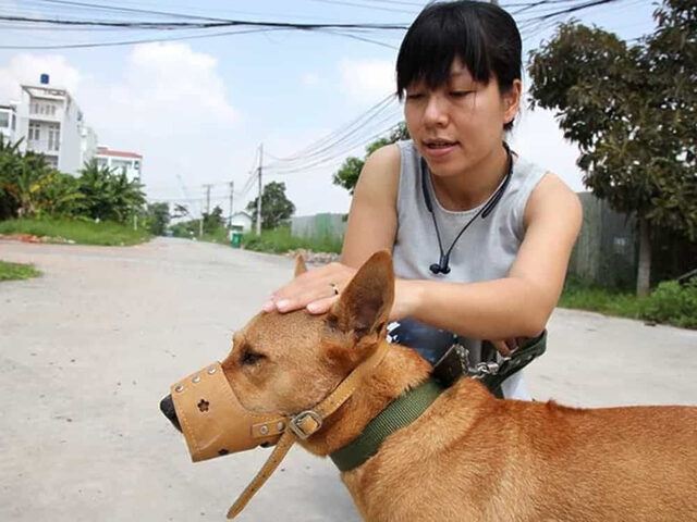 Chó đeo dây xích khi đi dạo