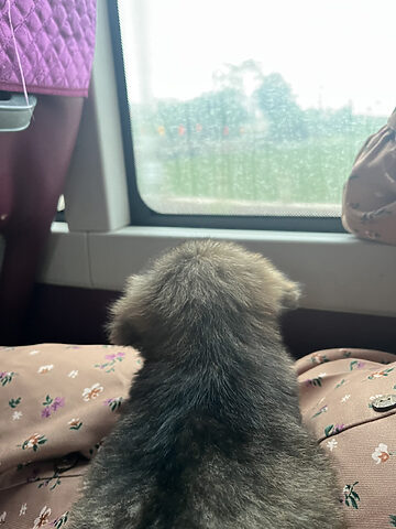 Chó đi ô tô, chó đi xe khách chó đi ô tô, chó đi xe khách