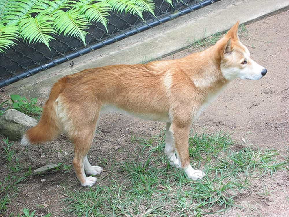 Các lỗi ngoại hình phổ biến ở chó Lài Dingo Đông Dương cần lưu ý
