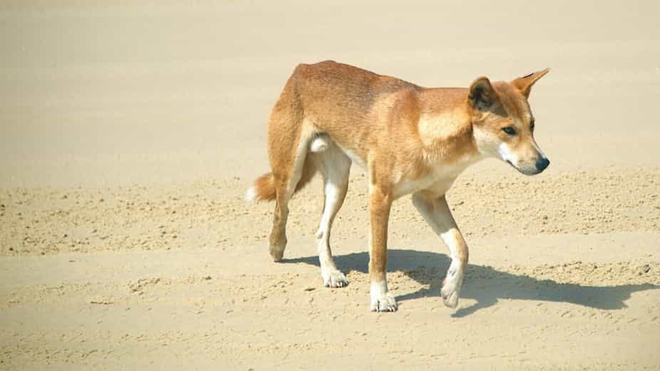 Giá chó Lài Dingo Đông Dương trên thị trường hiện nay