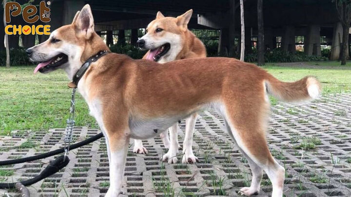 Chó Dingo Đông Dương thuần chủng đang chạy thể hiện sự nhanh nhẹn