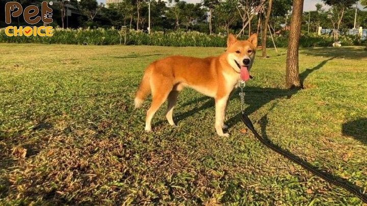 Chó Dingo Đông Dương thuần chủng với dáng đi nhanh nhẹn