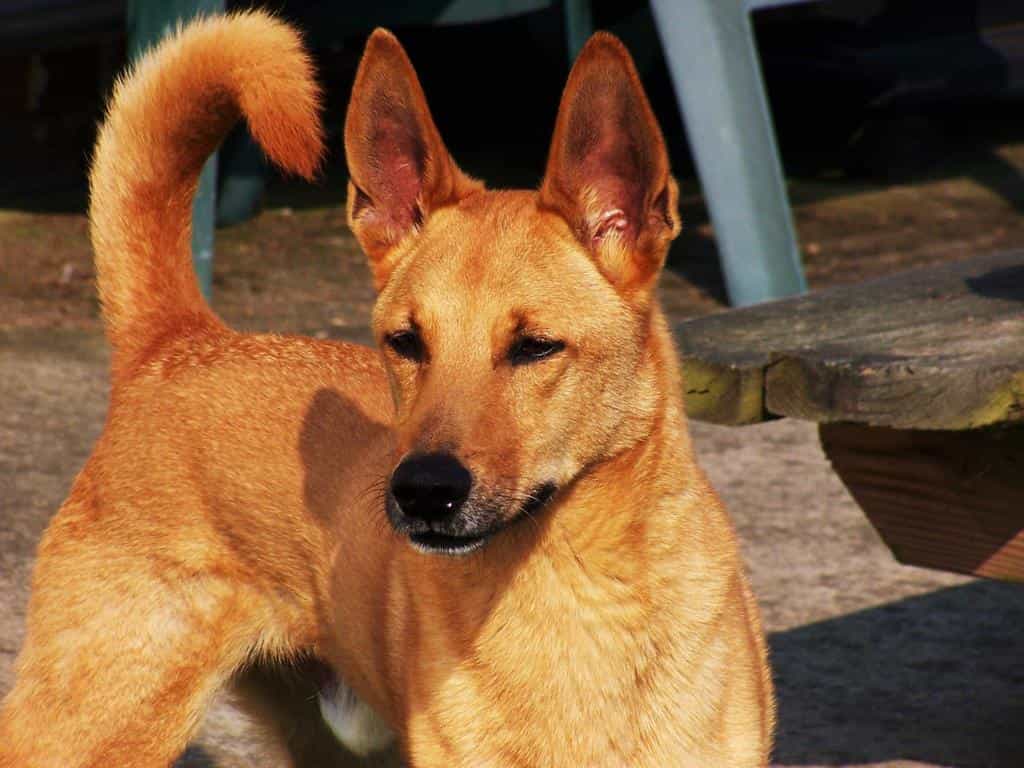 Tính cách thông minh và trung thành của chó Lài Dingo Đông Dương