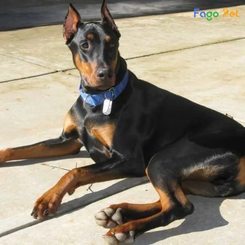 Chó Doberman con đang ngồi ngoan ngoãn trong buổi huấn luyện cơ bản