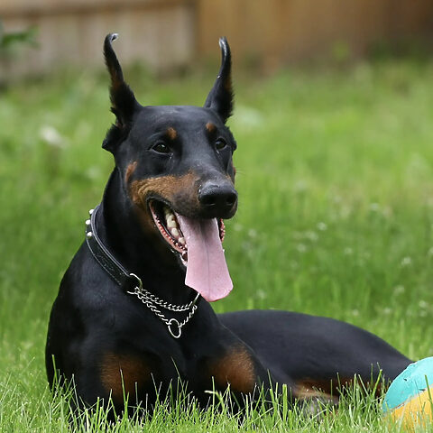 Chó Doberman đang được huấn luyện để điều chỉnh hành vi tại trường huấn luyện chó nghiệp vụ