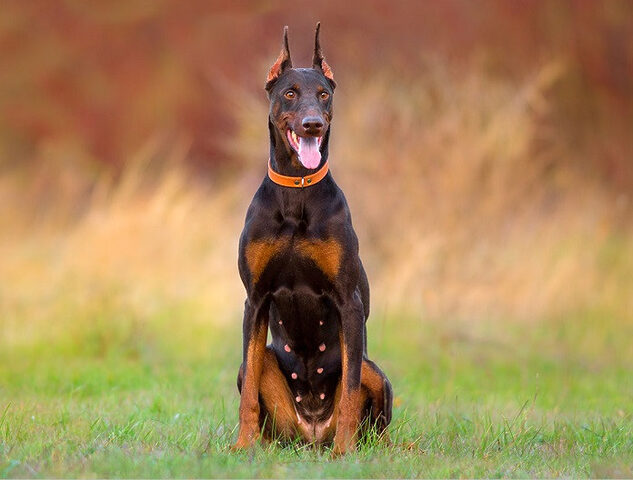 Chó Doberman, giống chó dữ ở Việt Nam cần huấn luyện đúng cách