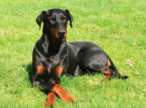 Chó Doberman Pinscher, giống chó nhanh nhẹn và cảnh giác cao, rất phù hợp để bảo vệ