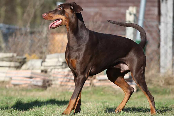 Chó Doberman rất trung thành